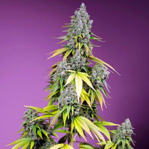 Jet Fuel Mandarine XL Auto Sweet Seeds