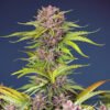 Mimosa Bruce Banner XL Auto Sweet Seeds