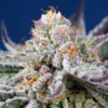 Orange Apricot Glue XL Auto Sweet Seeds