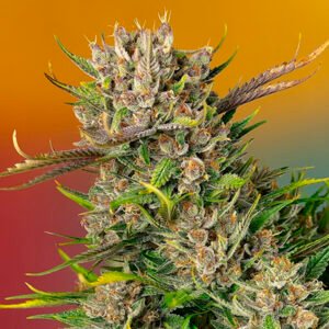 Papaya Zoap Auto Sweet Seeds