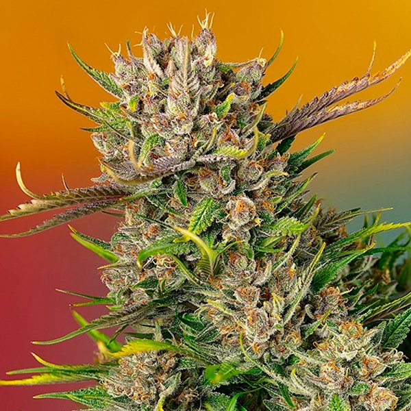 Papaya Zoap Auto Sweet Seeds