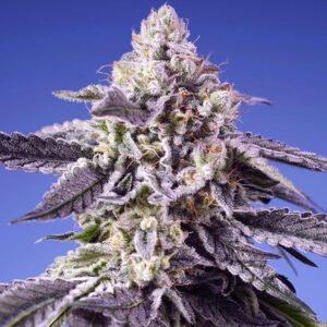 Permanent Jealousy XL Auto Sweet Seeds