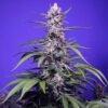 Permanent Marker XL Auto Sweet Seeds