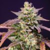Purple Punch OG XL Auto Sweet Seeds