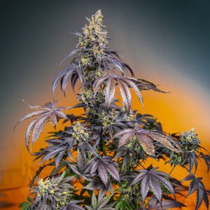 Red Gorilla Girl XL Auto Sweet Seeds