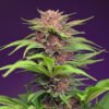 Red Mimosa XL Auto Sweet Seeds