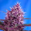 Red Poison Auto Sweet Seeds