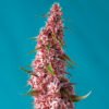 Red Pure Auto CBD Sweet Seeds
