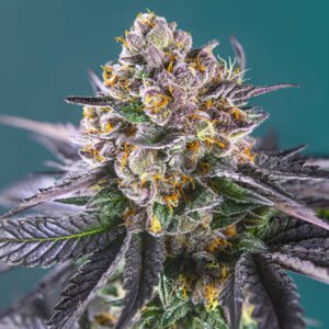 Red Strawberry Banana Auto Sweet Seeds