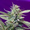 S.A.D. Sweet Afgani Delicious Auto Sweet Seeds