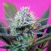 +Speed Auto Sweet Seeds