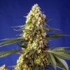 Strawberry Banana Gelato XL Auto Sweet Seeds