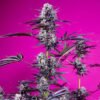Studio 54 Stardust Auto Sweet Seeds