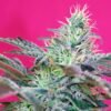 Sweet Cheese XL Auto Sweet Seeds