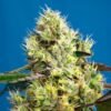 Sweet Gelato Auto Sweet Seeds