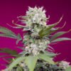 Sweet Mandarine Z XL Auto Sweet Seeds