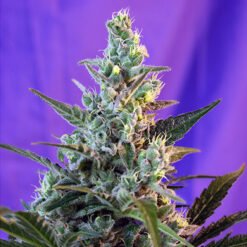 Sweet Skunk Auto Sweet Seeds