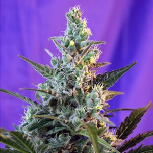 Sweet Skunk Auto Sweet Seeds