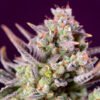 Sweet Z XL Auto Sweet Seeds