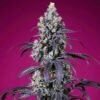 Tropicanna Cherry XL Auto Sweet Seeds