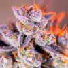 Tropicanna Poison XL Auto Sweet Seeds