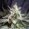 Black Jack Sweet Seeds feminizada