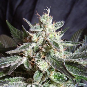 Black Jack Sweet Seeds