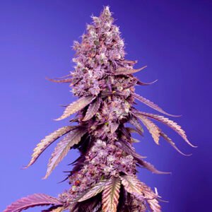 Black Muffin F1 Fast Version Sweet Seeds