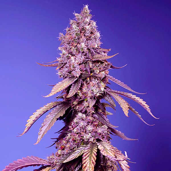 Black Muffin F1 Fast Version Sweet Seeds