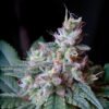 Cream Caramel F1 Fast Version Sweet Seeds