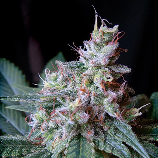 Cream Caramel F1 Fast Version Sweet Seeds