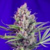 Cream Mandarine F1 Fast Version Sweet Seeds
