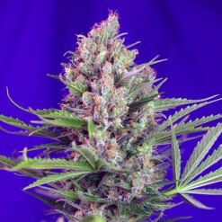 Cream Mandarine F1 Fast Version Sweet Seeds