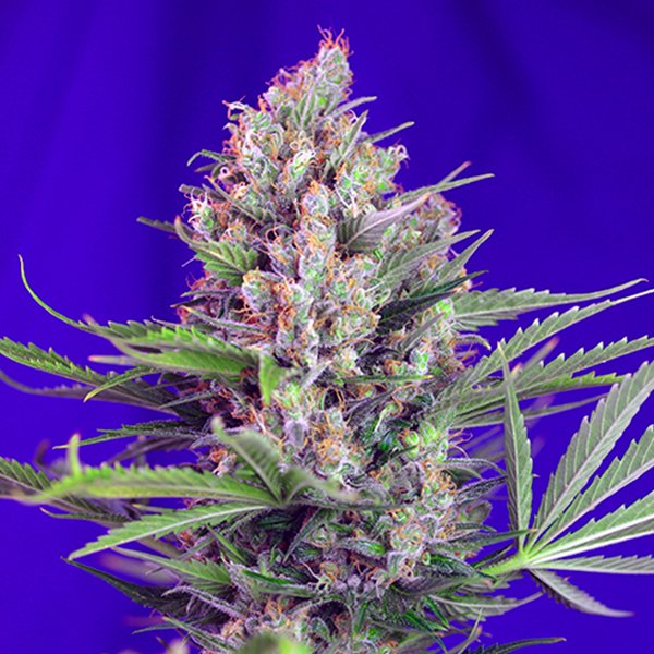 Cream Mandarine F1 Fast Version Sweet Seeds