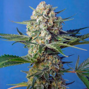 Crystal Candy F1 Fast Version Sweet Seeds