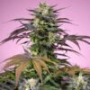 semillas Gelonade Sweet Seeds feminizadas
