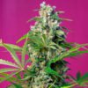 Gorilla Girl Sweet Seeds semillas feminizadas