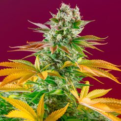 Gorilla Girl F1 Fast Version Sweet Seeds