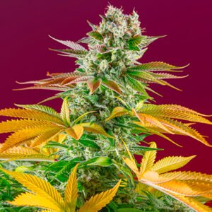 Gorilla Girl F1 Fast Version Sweet Seeds