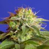 Green Poison Sweet Seeds