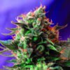 Semillas feminizadas Jack 47 Sweet Seeds