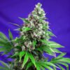 Killer Kush F1 Fast Version Sweet Seeds