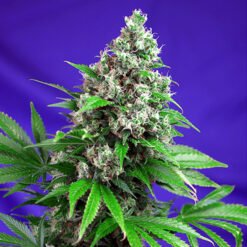 Killer Kush F1 Fast Version Sweet Seeds