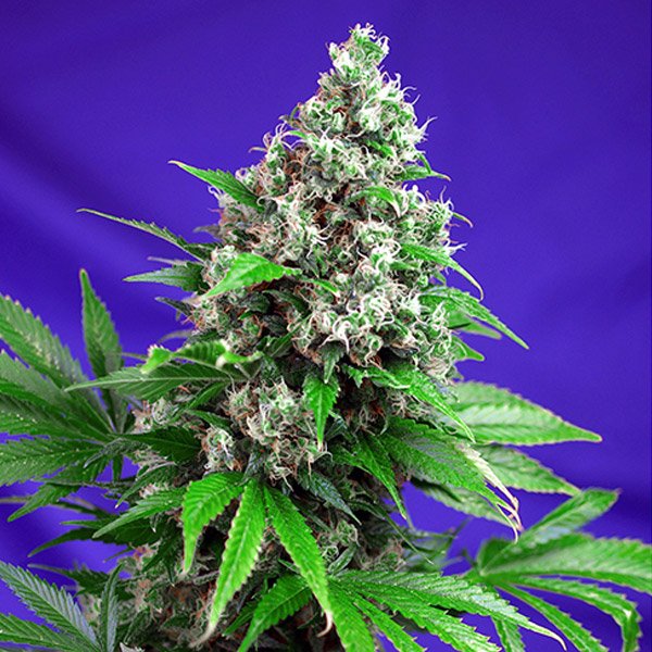 Killer Kush F1 Fast Version Sweet Seeds