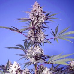 Mental Rainbow F1 Fast Version Sweet Seeds