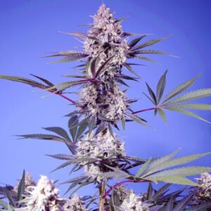 Mental Rainbow F1 Fast Version Sweet Seeds
