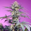 semillas Monster Maker Sweet Seeds feminizadas