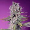 Papaya Zoap F1 Fast Version Sweet Seeds