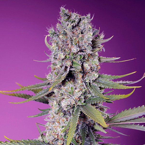 Papaya Zoap F1 Fast Version Sweet Seeds