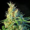 Psicodelicia Sweet Seeds feminizadas sativa rápida
